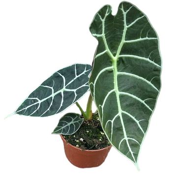 Alocasia 'Watsoniana'