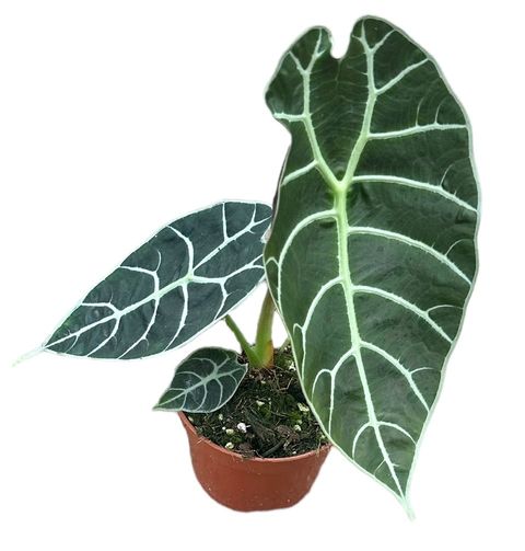 Alocasia 'Watsoniana'