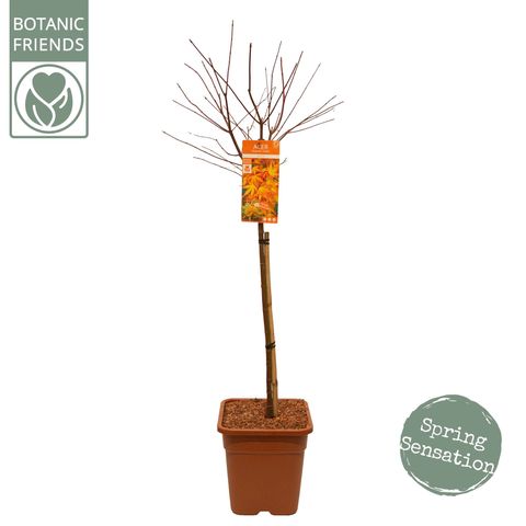 Acer palmatum 'Katsura'