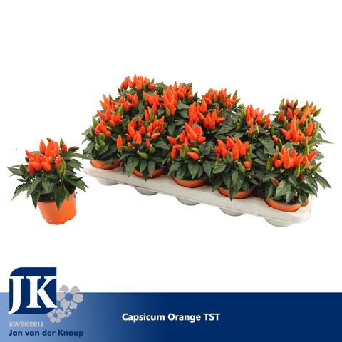 Capsicum annuum 'Salsa Dark Orange'