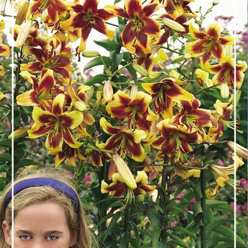 Lilium 'Robert Swanson'