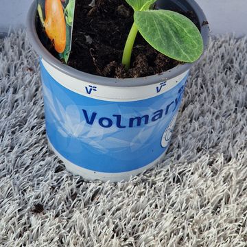 Cucurbita maxima 'Uchiki Kuri'
