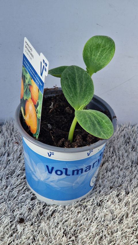 Cucurbita maxima 'Uchiki Kuri'