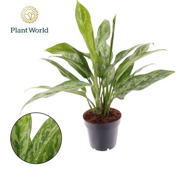 Aglaonema 'Green Lady'