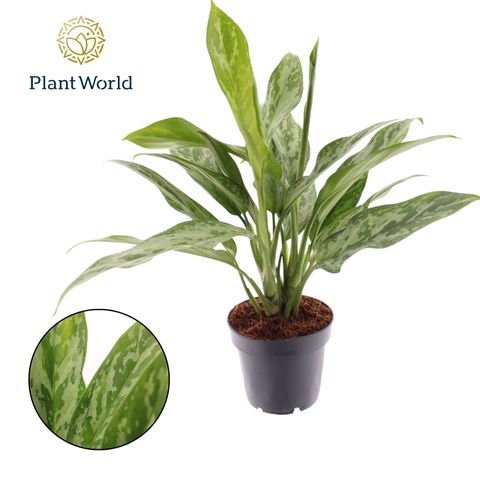 Aglaonema 'Green Lady'