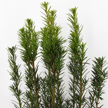 Taxus x media 'Хикси'