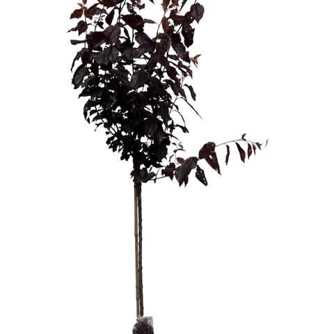 Pinus nigra nigra — Plant Wholesale FlorAccess