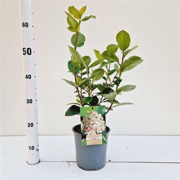 Aronia x prunifolia 'Viking'