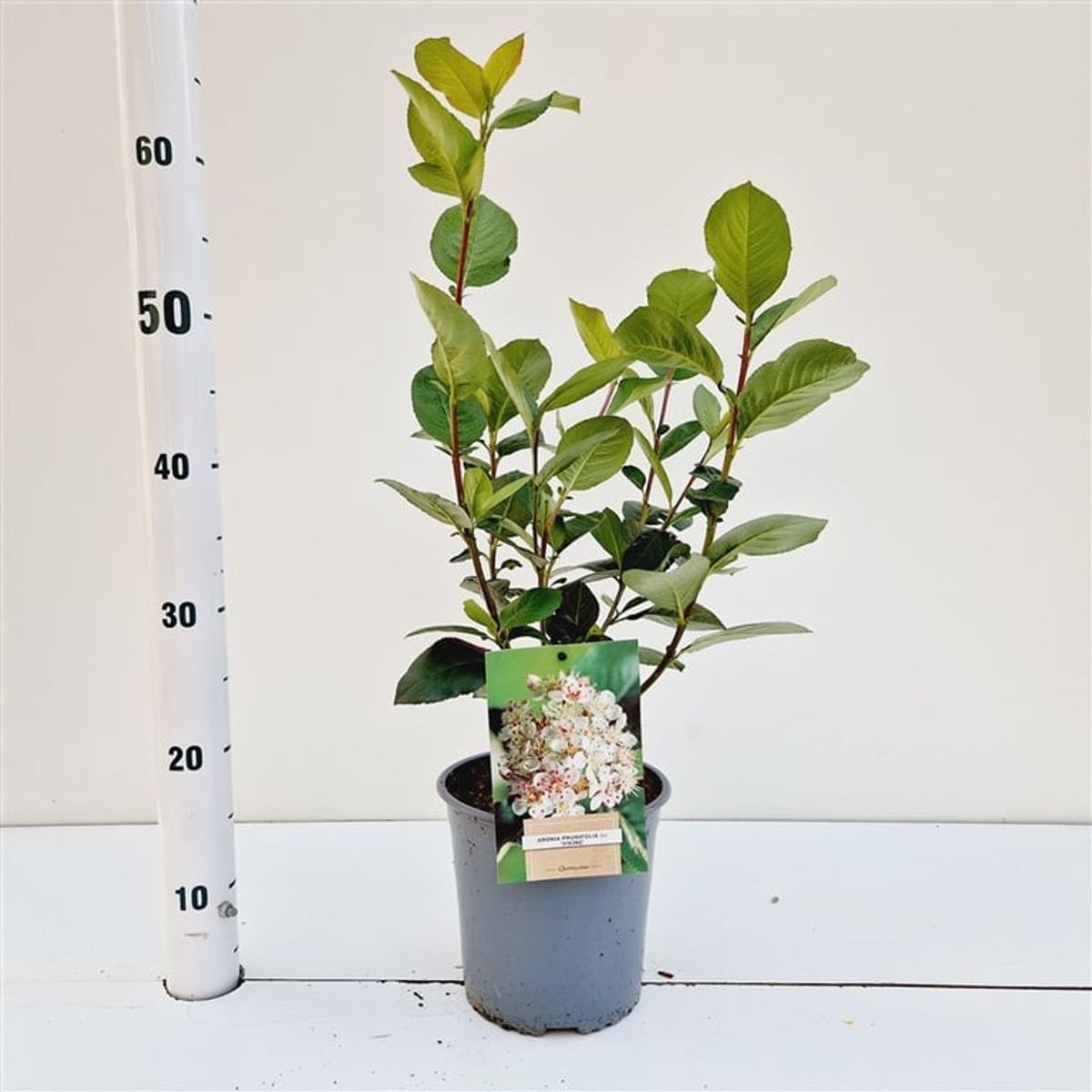 Aronia x prunifolia 'Viking'  Plant Wholesale FlorAccess