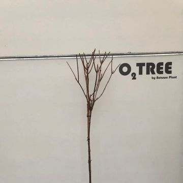 Hydrangea paniculata 'Phantom'