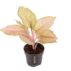 Aglaonema 'Corn Silk'