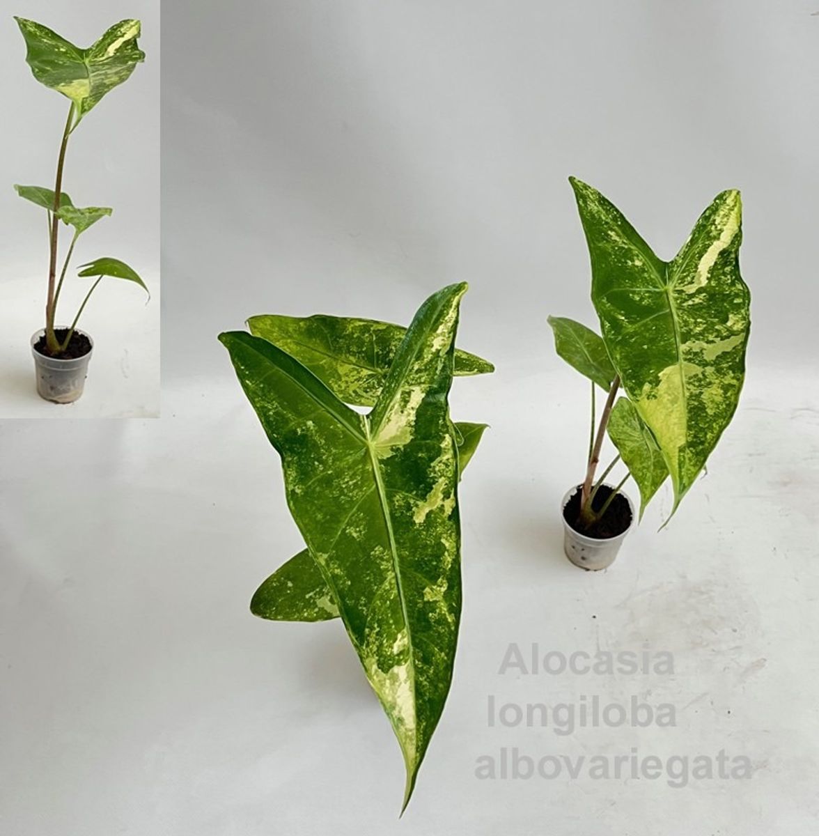 Alocasia longiloba 'Albovariegata' — Растения Оптовая FlorAccess