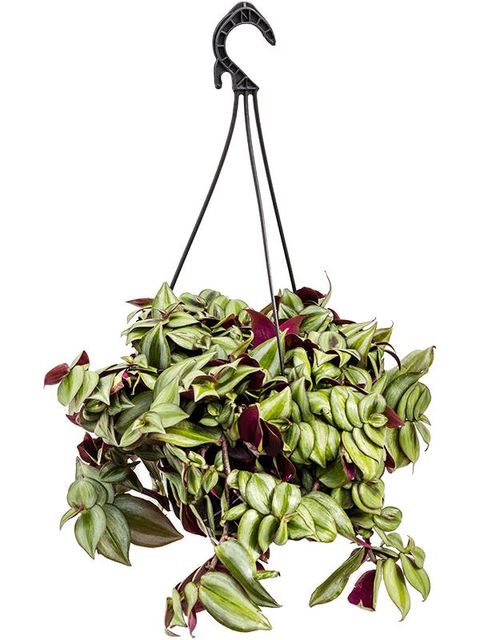 Tradescantia zebrina