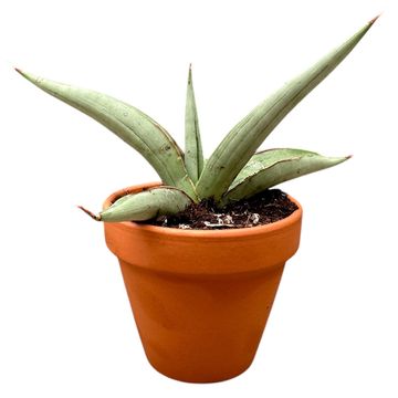 Sansevieria 'Swan Dancer'