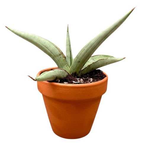 Sansevieria 'Swan Dancer'