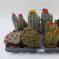 Cactées MIX