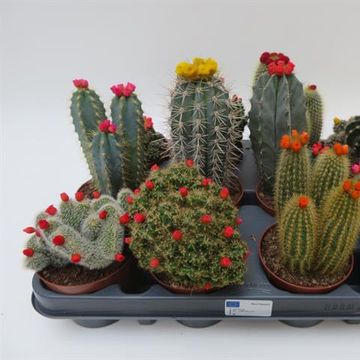 Cactées MIX Cactées MIX