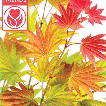 Acer shirasawanum MOONRISE