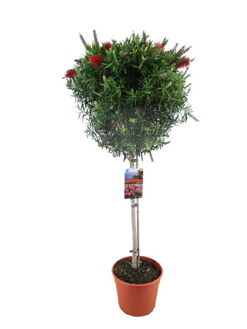 Callistemon 'Masotti'