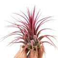 Tillandsia ionantha