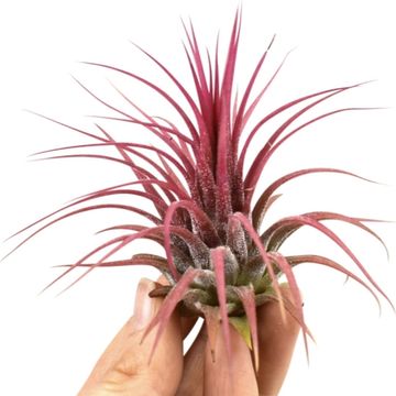 Tillandsia Ionantha de DIXIE STORE, vraie plante aérienne sans racines,  environ de 7 cm de hauteur, non-toxic pour chats et chiens