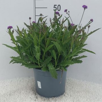 Verbena rigida