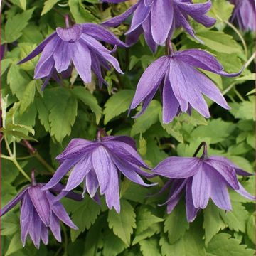 Clematis 'Ola Howells' (A)