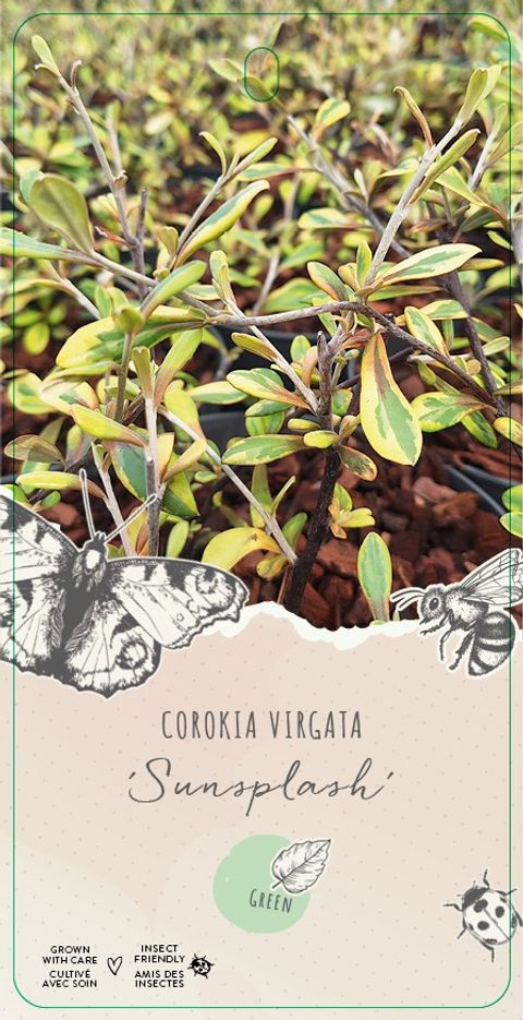 Corokia x virgata 'Sunsplash'