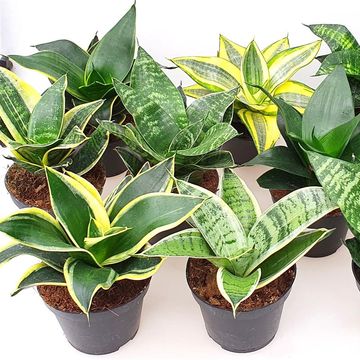 Sansevieria trifasciata MIX﻿