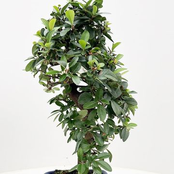 Pyracantha angustifolia