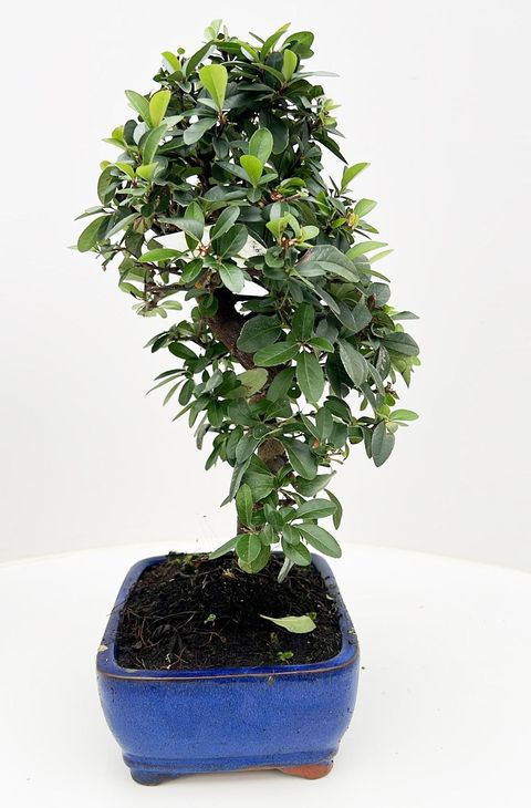 Pyracantha angustifolia