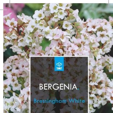 Bergenia 'Bressingham White'