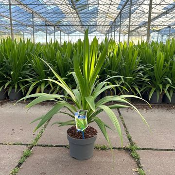 Cordyline australis EMERALD STAR