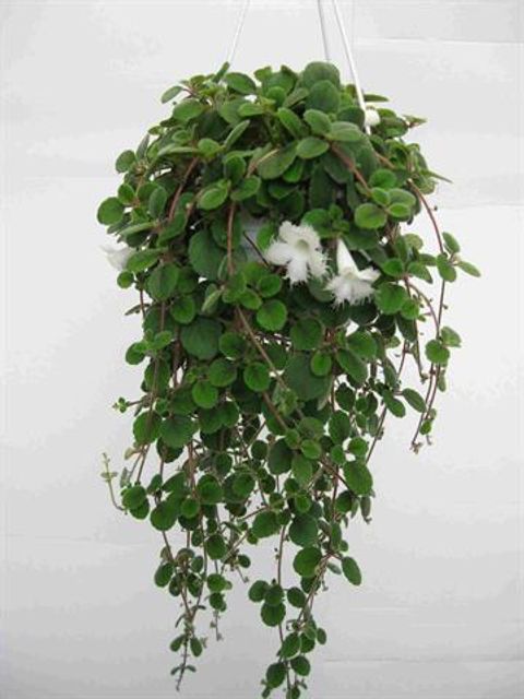 Episcia dianthiflora