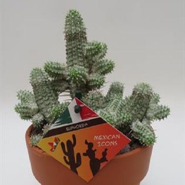 Euphorbia mammillaris variegata