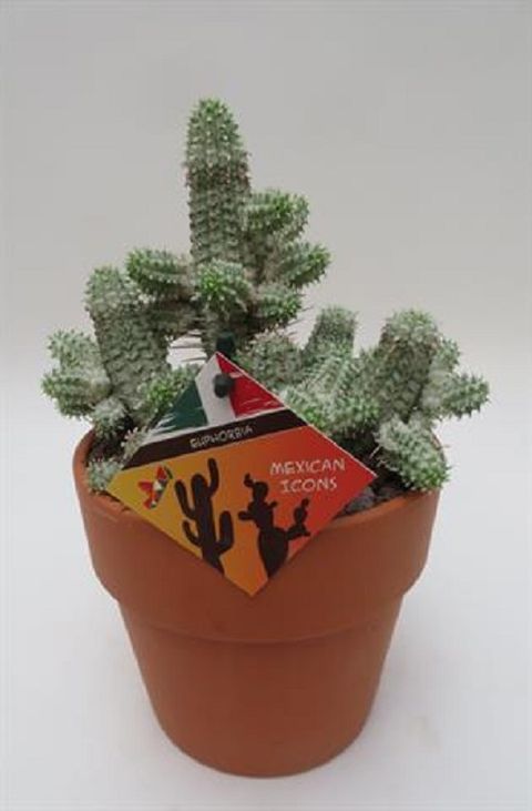 Euphorbia mammillaris variegata