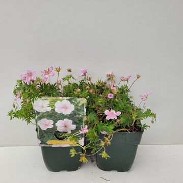 Geranium sanguineum 'Pink Pouffe'