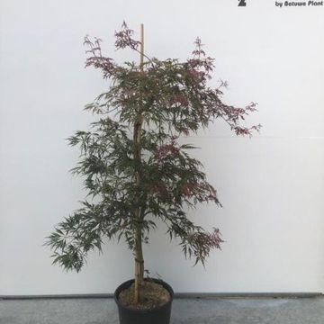 Acer palmatum 'Crimson Princess'