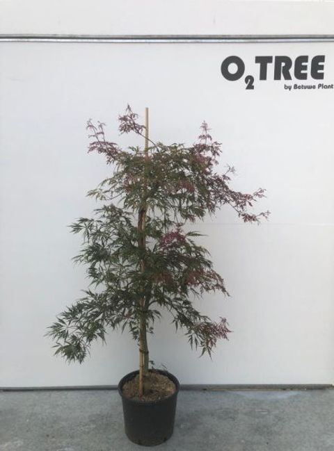 Acer palmatum 'Crimson Princess'