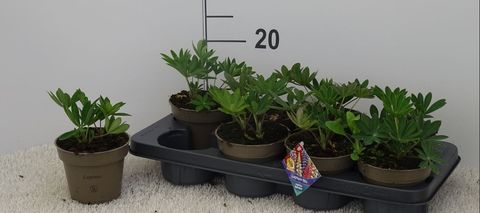 Lupinus 'Russell Hybrids MIX'