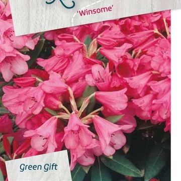 Rhododendron 'Winsome'