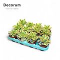 Aeonium 'Starburst'
