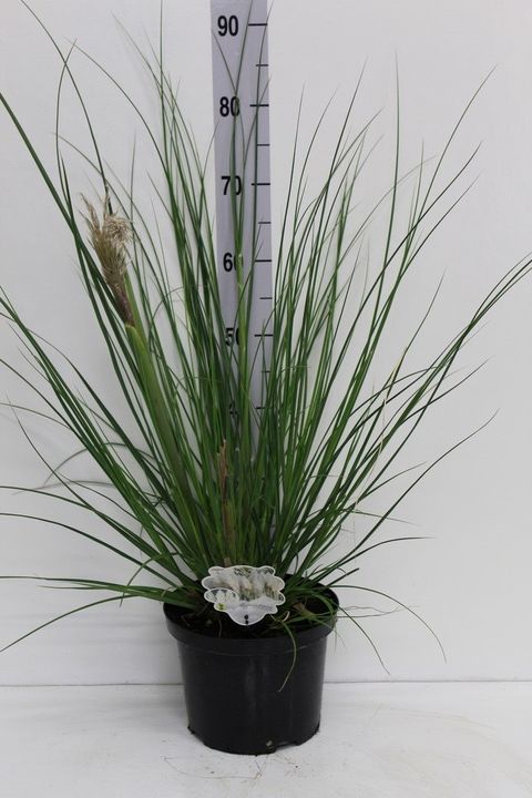 Cortaderia selloana 'Junior'