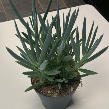 Curio ficoides 'Mount Everest'