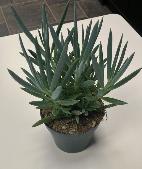 Curio ficoides 'Mount Everest'