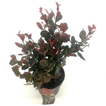 Фотиния x fraseri 'Литл Ред Робин'