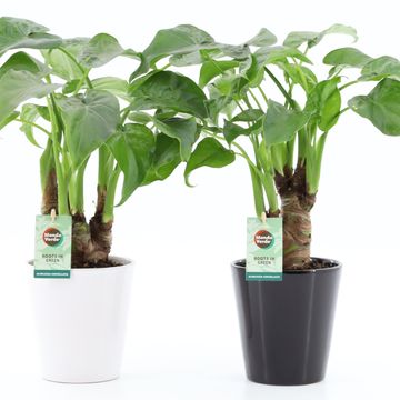 Alocasia cucullata