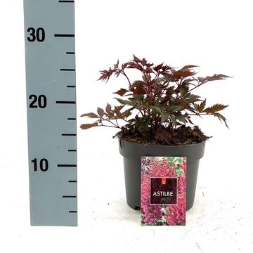 Astilbe 'Fanal'