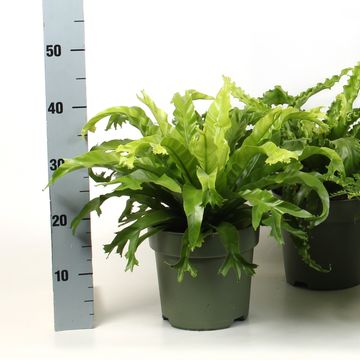 Asplenium MIX