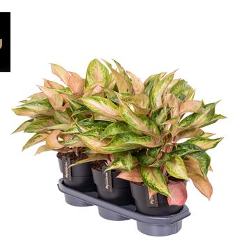 Aglaonema 'Guave Pink'